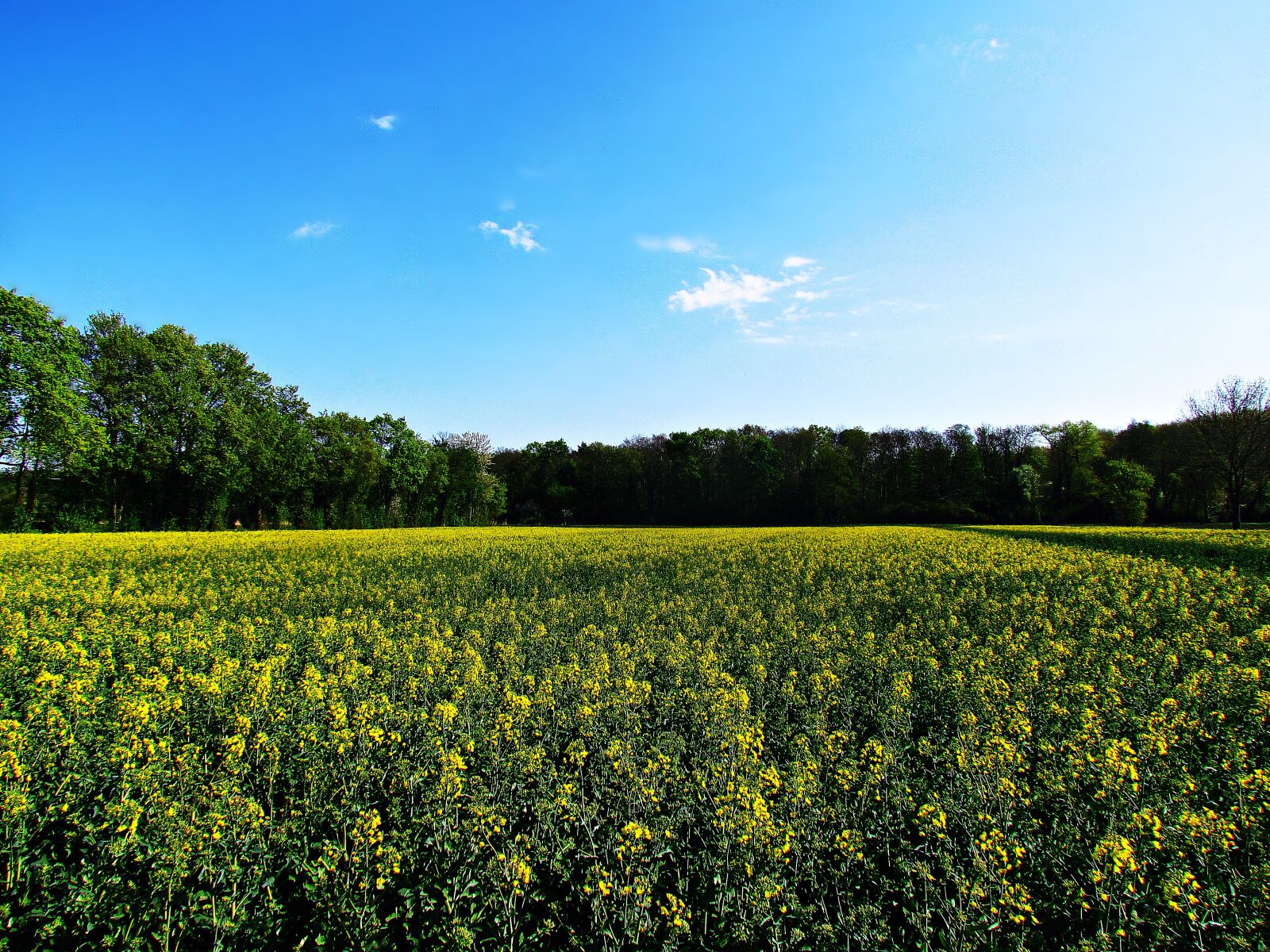 Canon PowerShot SX30 IS sample photo. Spring, field, meadow photography