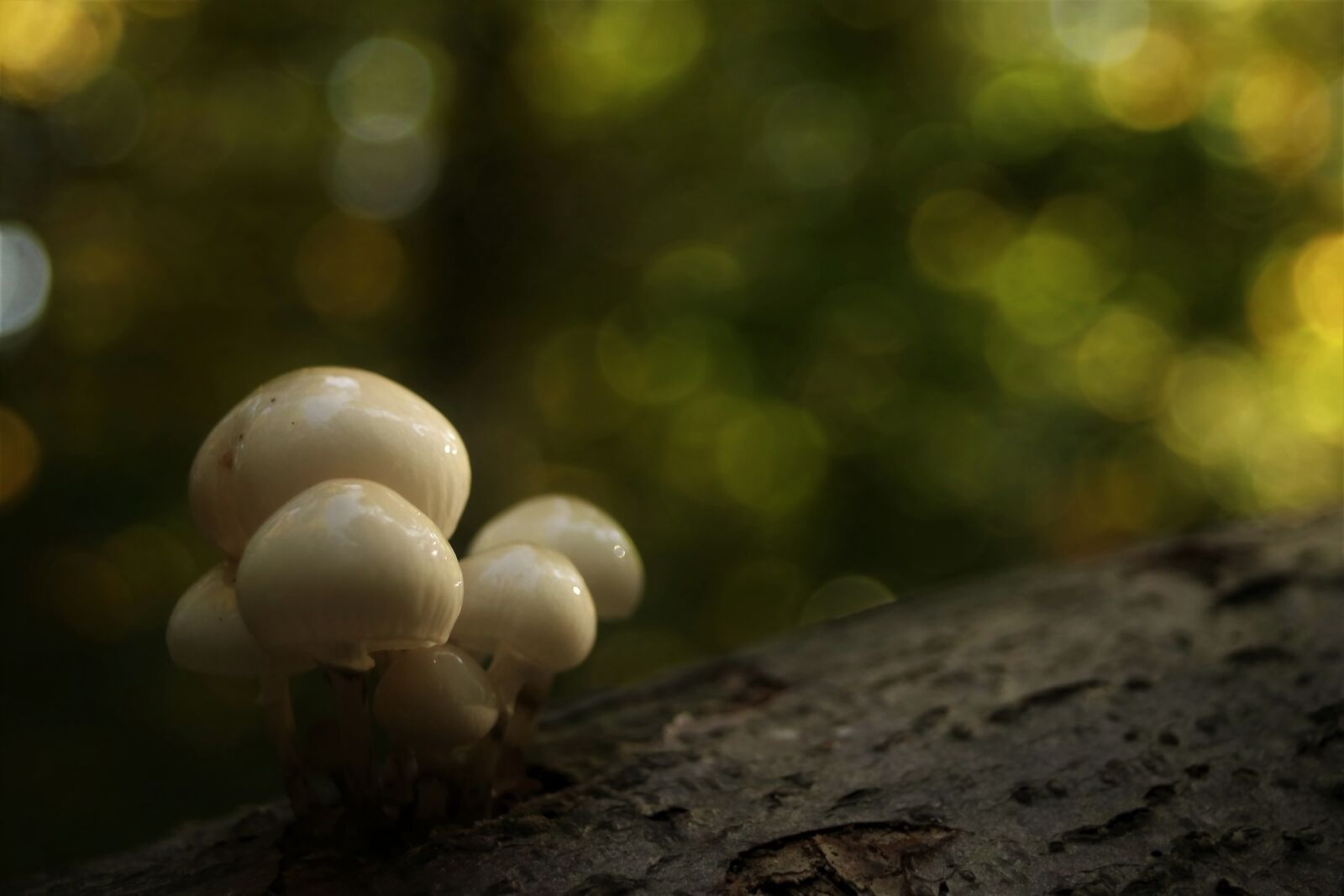 Canon EOS 80D sample photo. Forest, mushrooms bitches, mushrooms photography