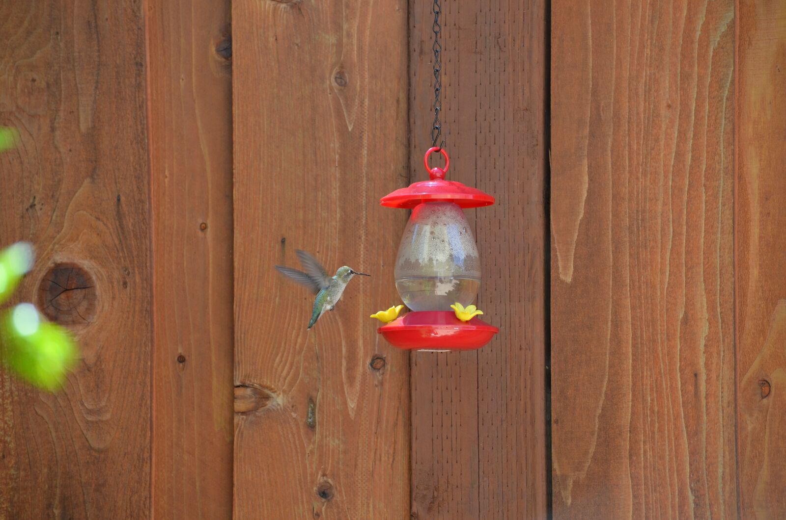 Nikon D5100 sample photo. Hummingbird feeder, bird, nature photography
