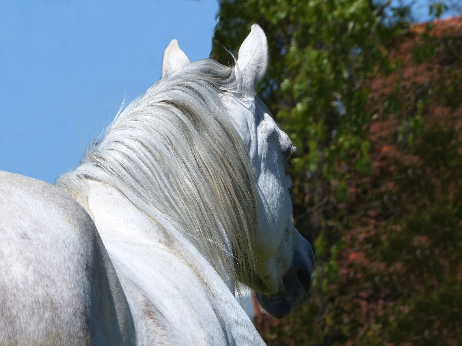Panasonic Lumix DMC-FZ200 sample photo. Thoroughbred, arabic, white photography