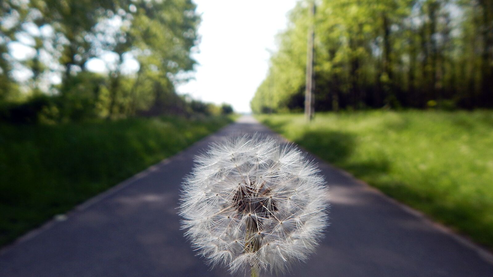 Nikon Coolpix L830 sample photo. Dandelion, nature, outdoors photography