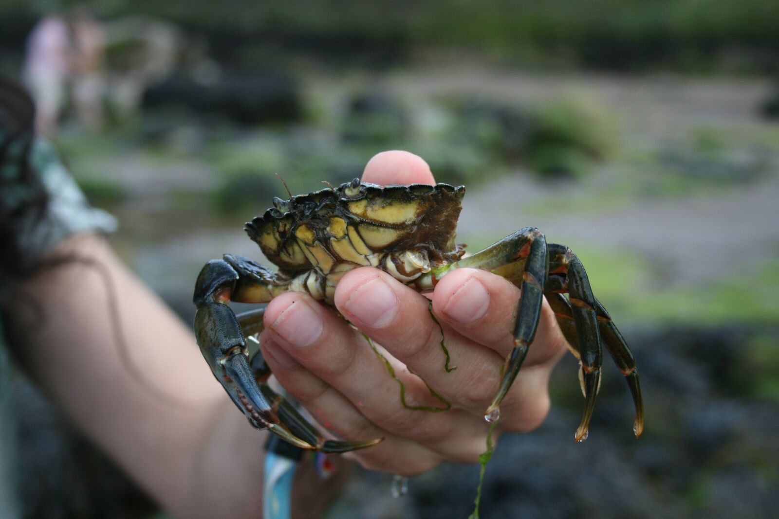 Canon EOS 400D (EOS Digital Rebel XTi / EOS Kiss Digital X) sample photo. Crab, claw, food photography