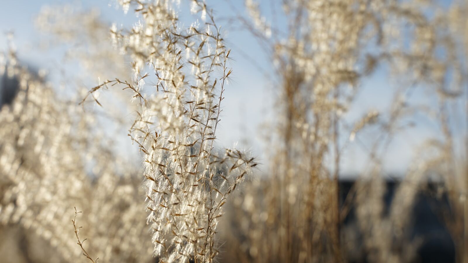 Tamron 28-75mm F2.8 Di III RXD sample photo. Summer, spring, grasses photography