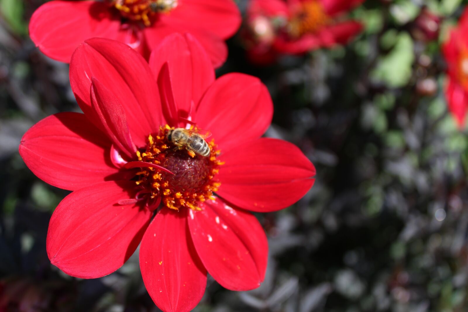 Canon EOS 1300D (EOS Rebel T6 / EOS Kiss X80) sample photo. Dahlia, flower, flower garden photography