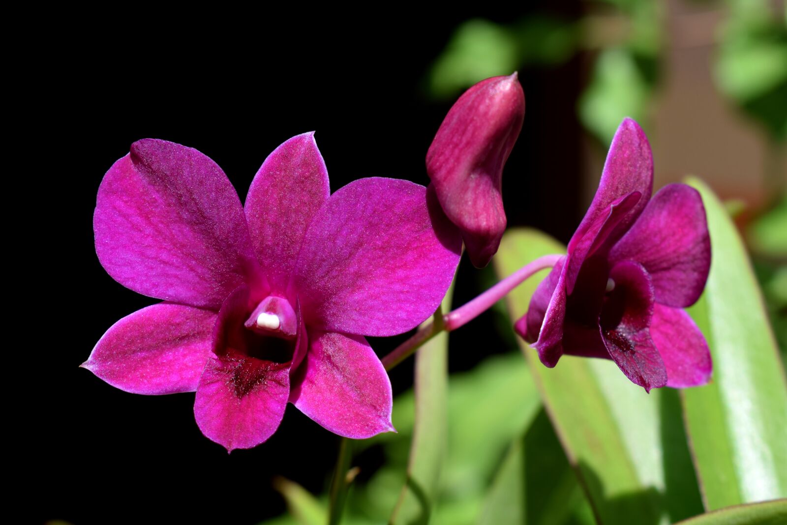 Nikon D5300 sample photo. Orchids, lilac, flowers photography