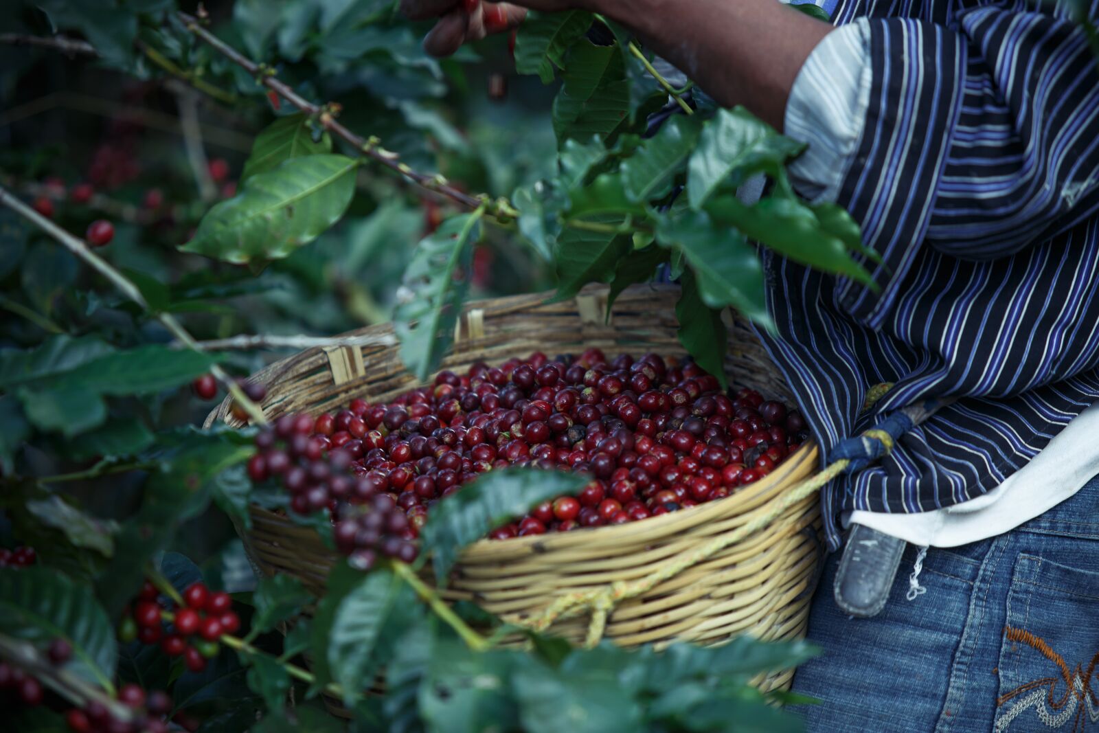 Canon EF 70-200mm F2.8L USM sample photo. Coffe, field, court cafe photography