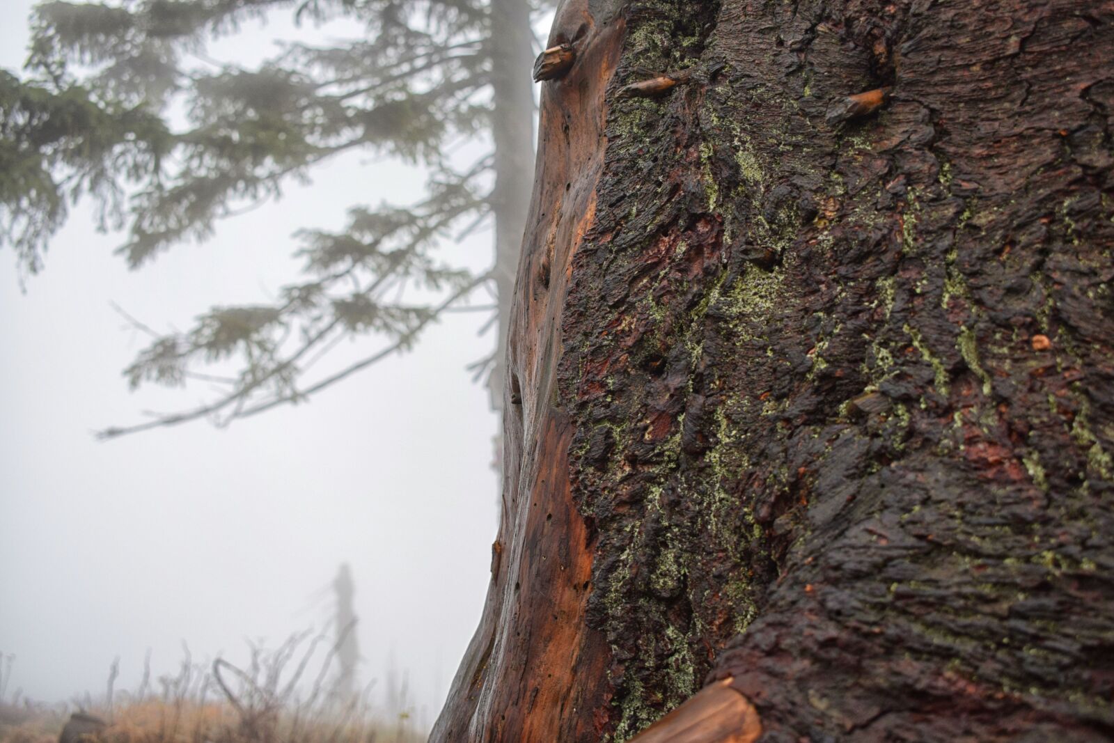 Nikon D5300 sample photo. Tree, autumn, forest photography