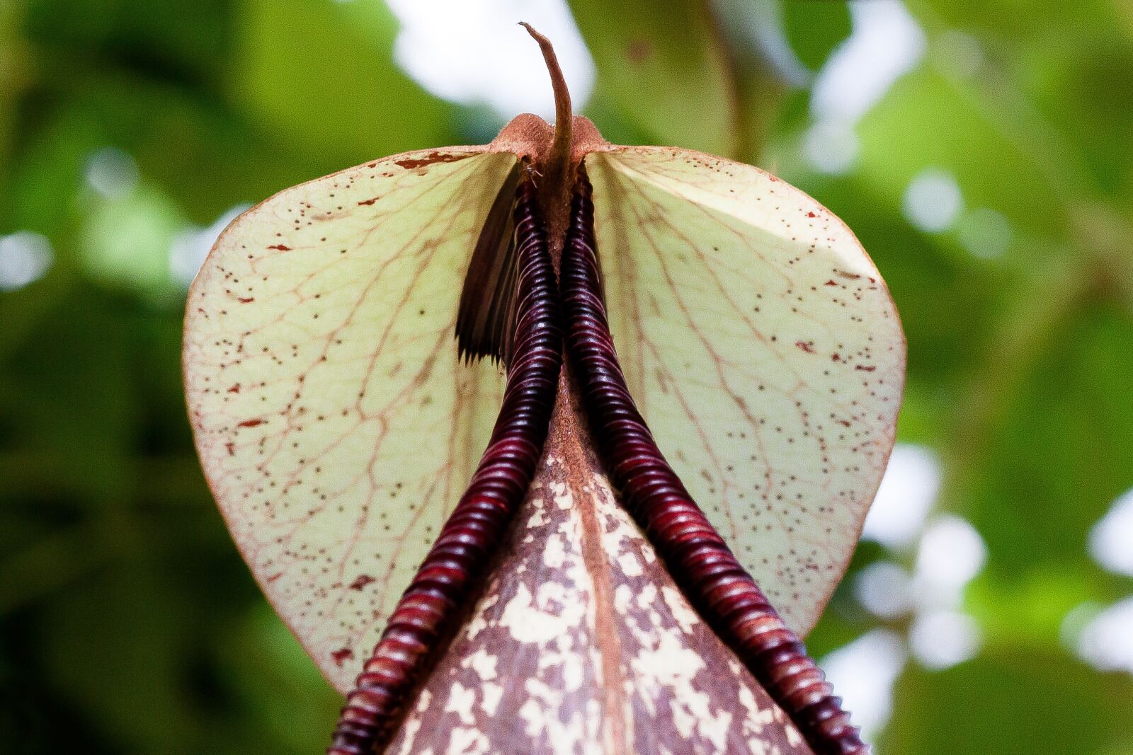 Canon EOS 50D sample photo. Red pitcher plant, sarracenia photography