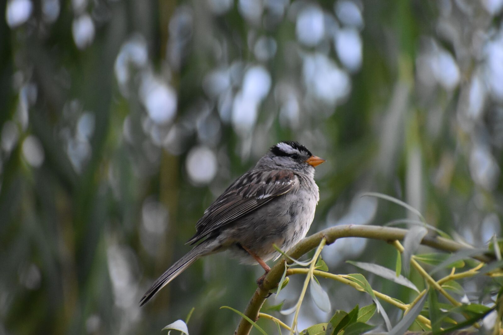 Nikon D3500 sample photo. Bird, tree, nature photography