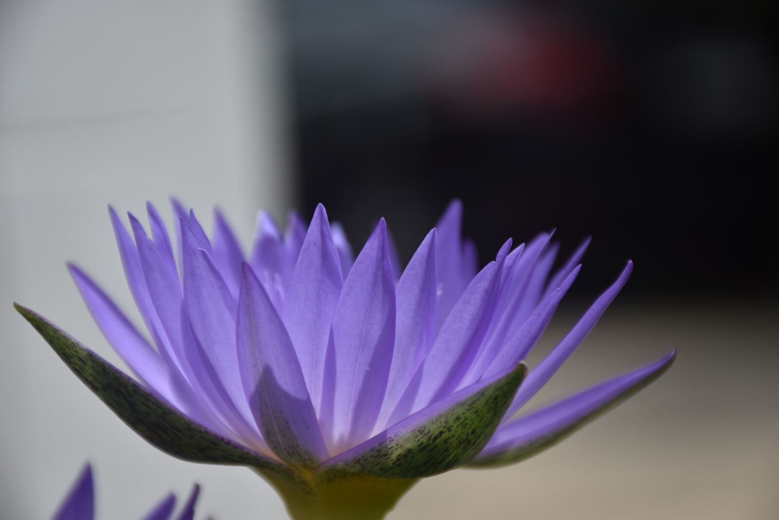 Nikon D5500 sample photo. Flowers, lotus, purple photography