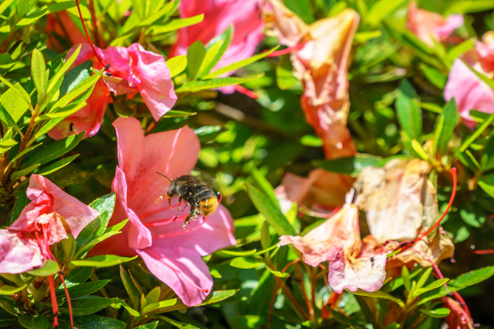 Sony a6000 sample photo. Bees, flower, insect photography
