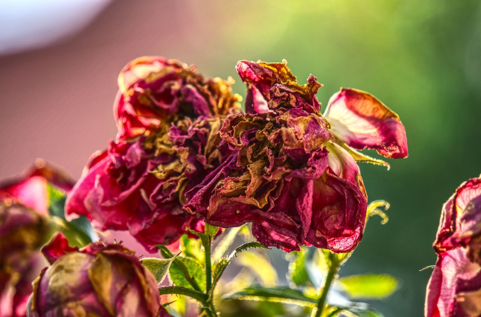 Sony a6000 sample photo. Rose, blossom, bloom photography