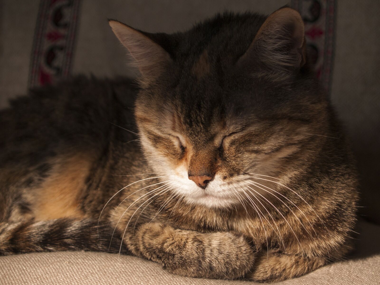 Olympus E-300 (EVOLT E-300) sample photo. Cat, sleep, sleeping cat photography