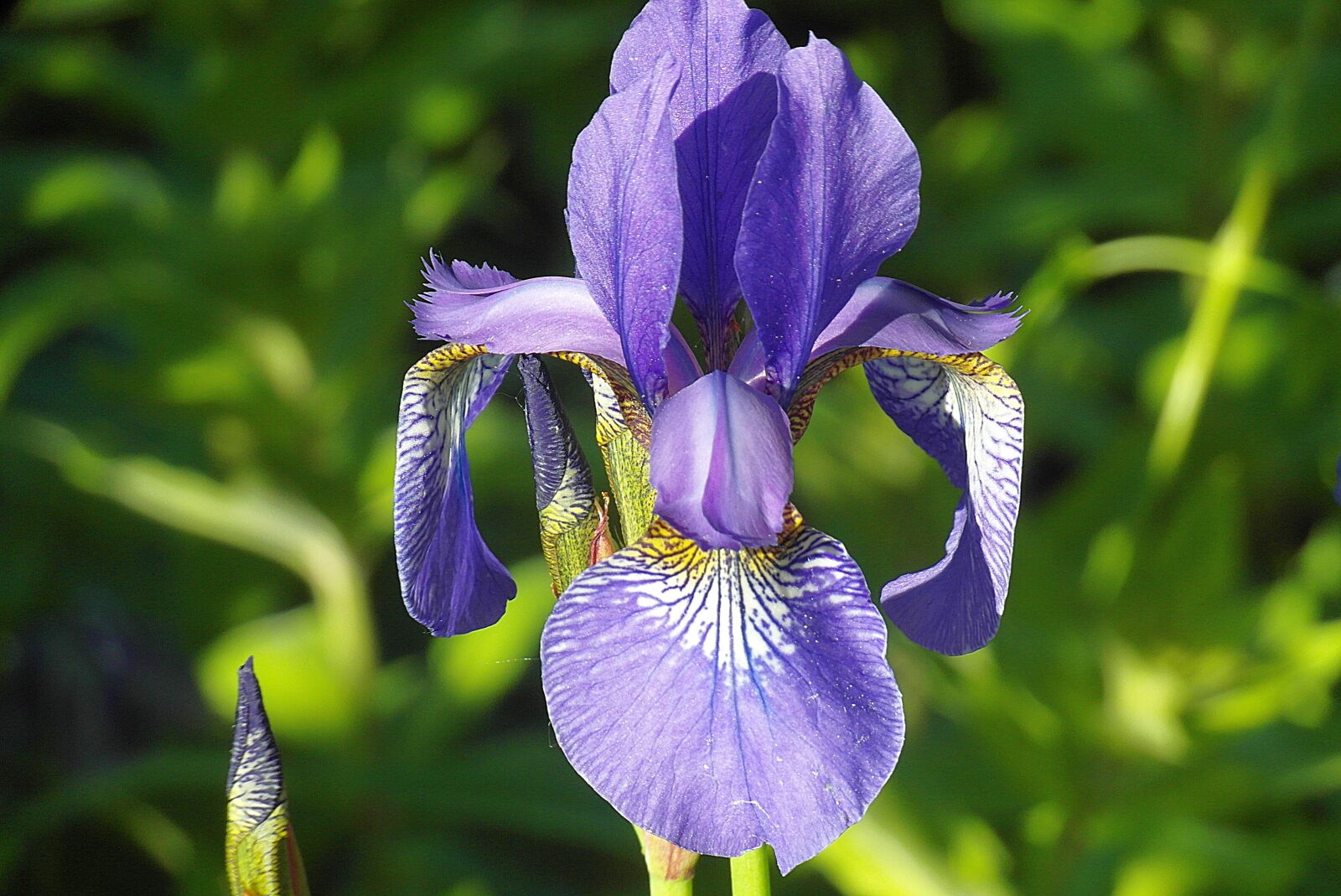 Samsung WB750 sample photo. Iris, flower, violet photography