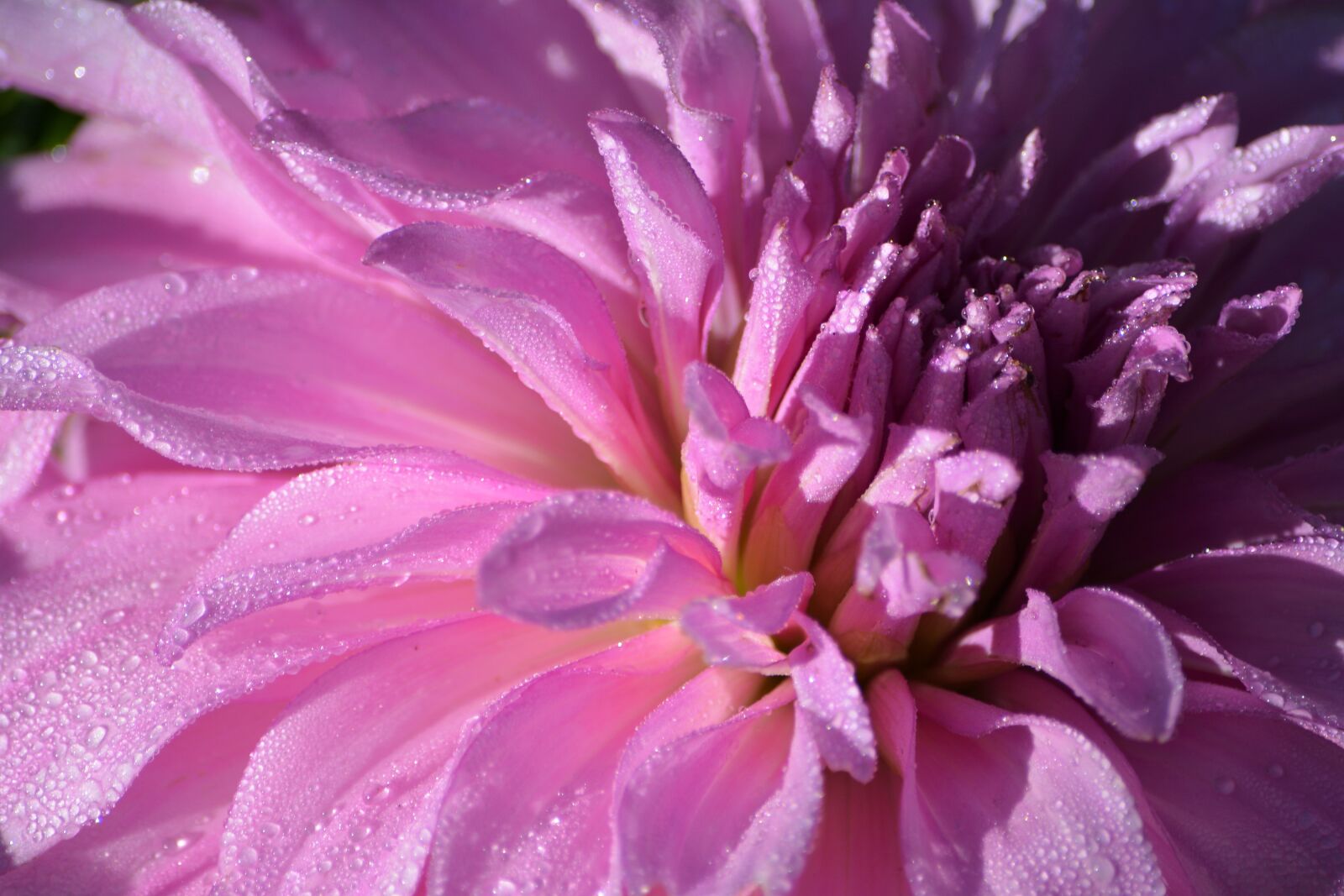 Nikon D5200 sample photo. Flower, pink, garden photography