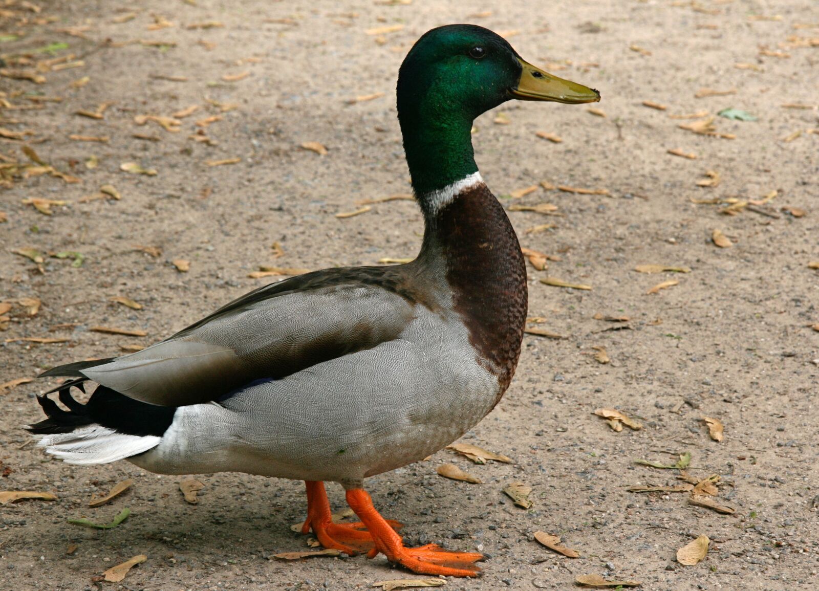 Canon EOS 400D (EOS Digital Rebel XTi / EOS Kiss Digital X) sample photo. Duck, drake, water bird photography