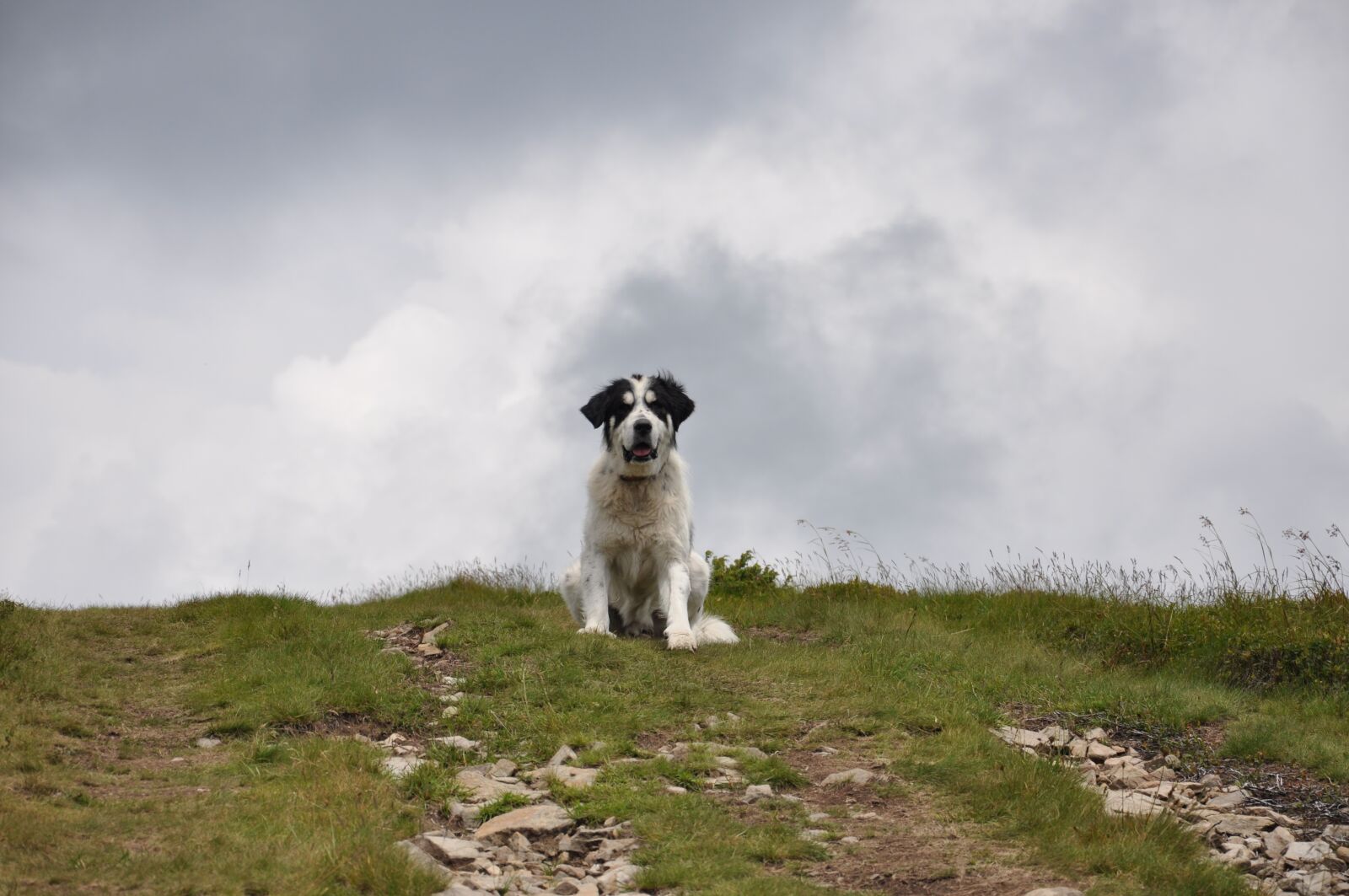 Nikon D90 sample photo. Dog, white dog, big photography