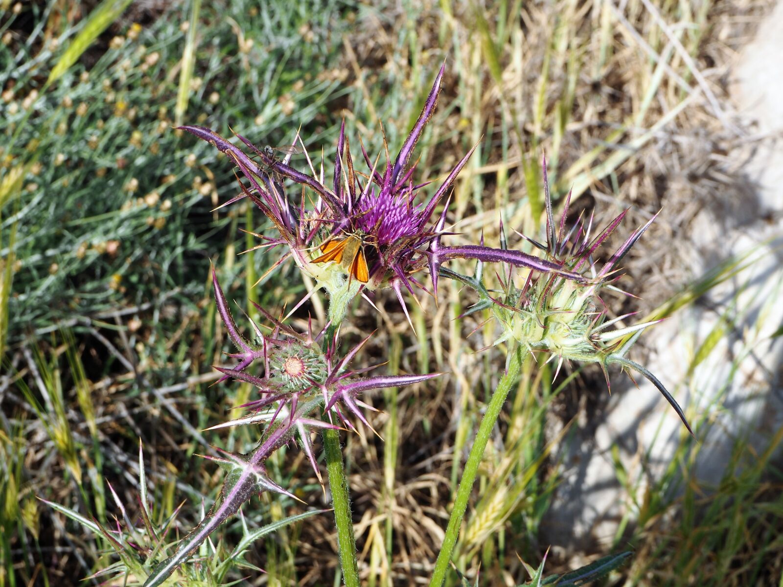 Olympus OM-D E-M10 sample photo. Thistle, butterfly, insect photography