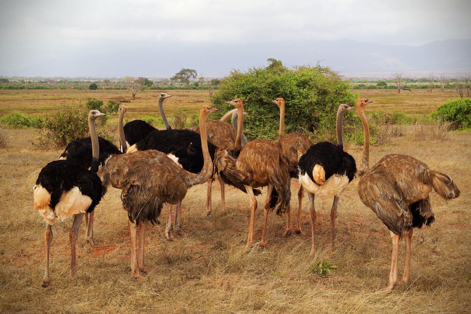 Canon EOS 600D (Rebel EOS T3i / EOS Kiss X5) sample photo. Africa, safari, tsavo photography