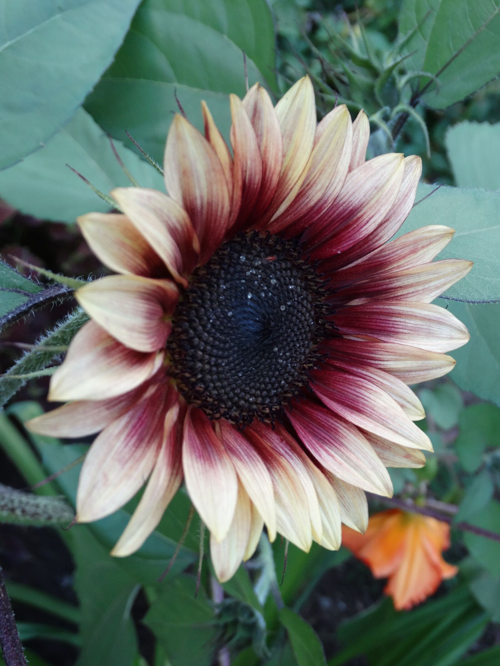 Sony Cyber-shot DSC-HX300 sample photo. Flower, petals, blossom photography