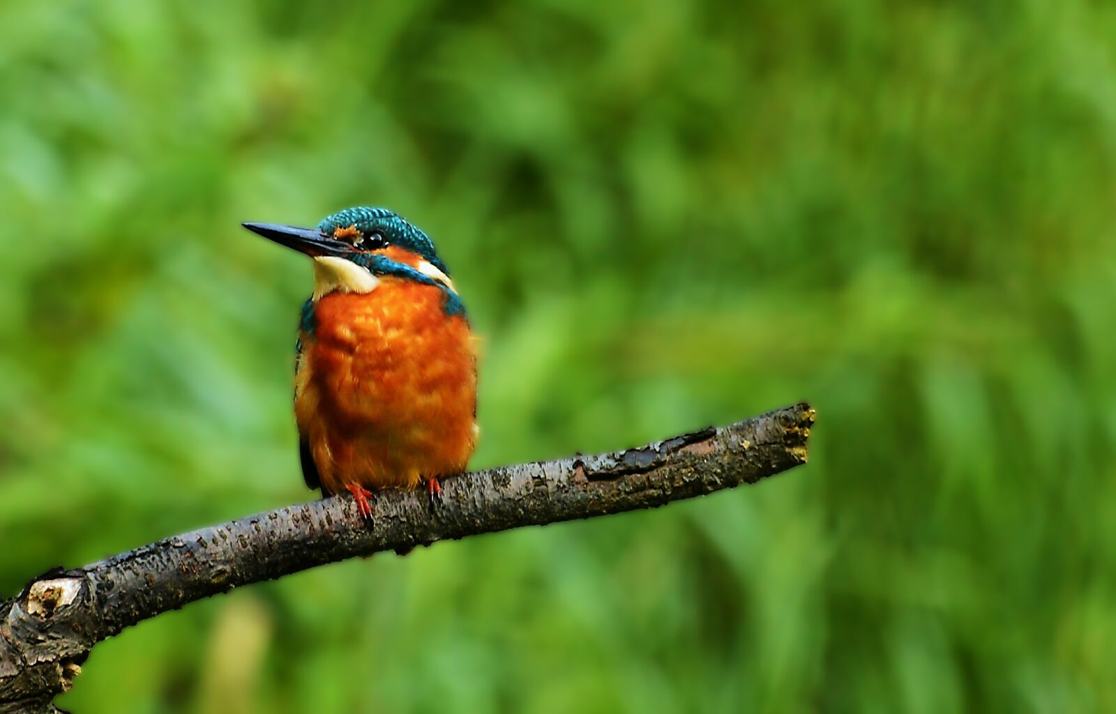 Nikon D3200 sample photo. The kingfisher, nature, colorful photography