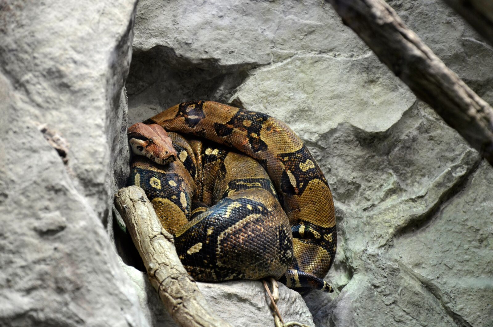 Nikon D5100 sample photo. Nature, animal, animal world photography