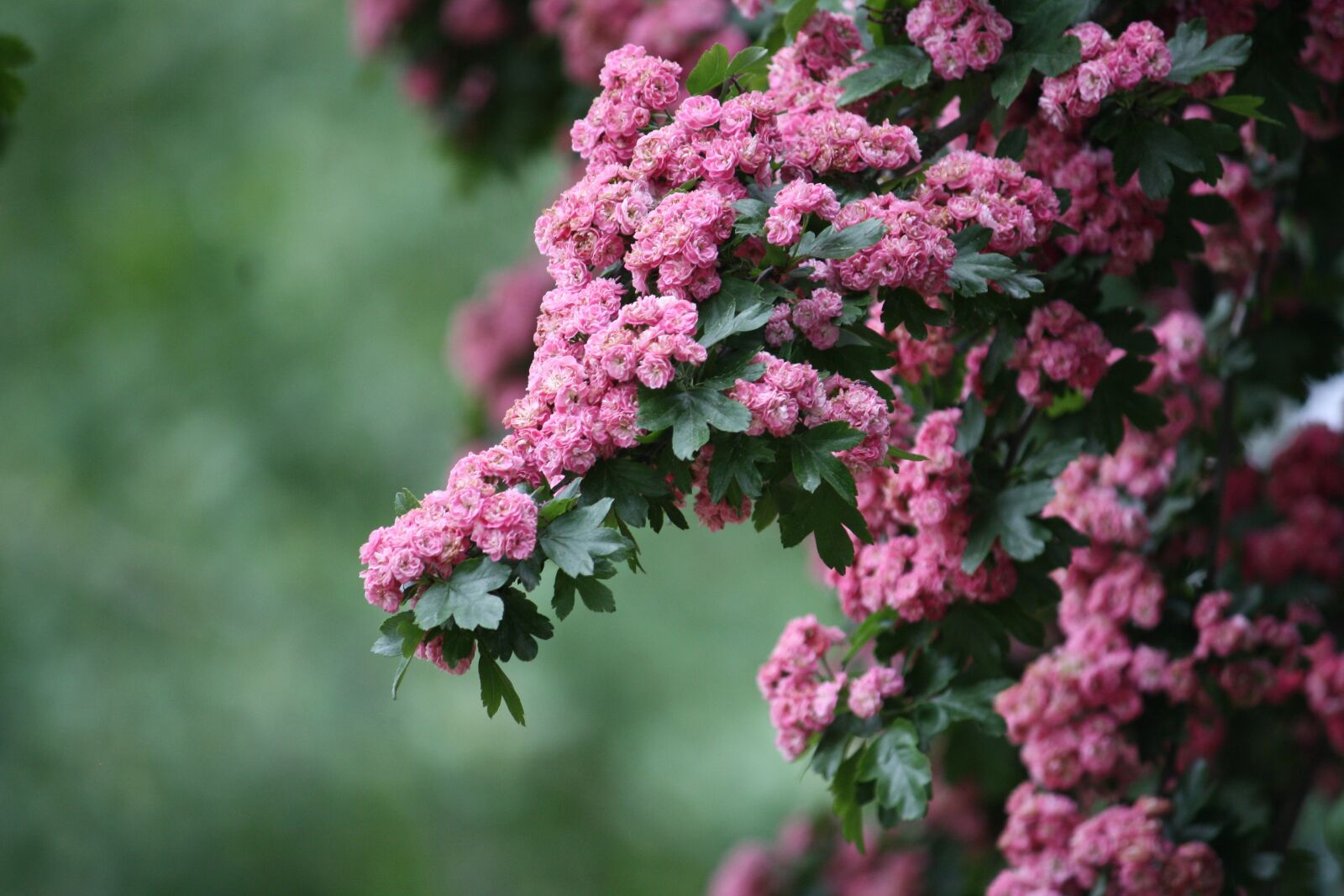Canon EOS 1000D (EOS Digital Rebel XS / EOS Kiss F) sample photo. Flowers, tree, pink photography