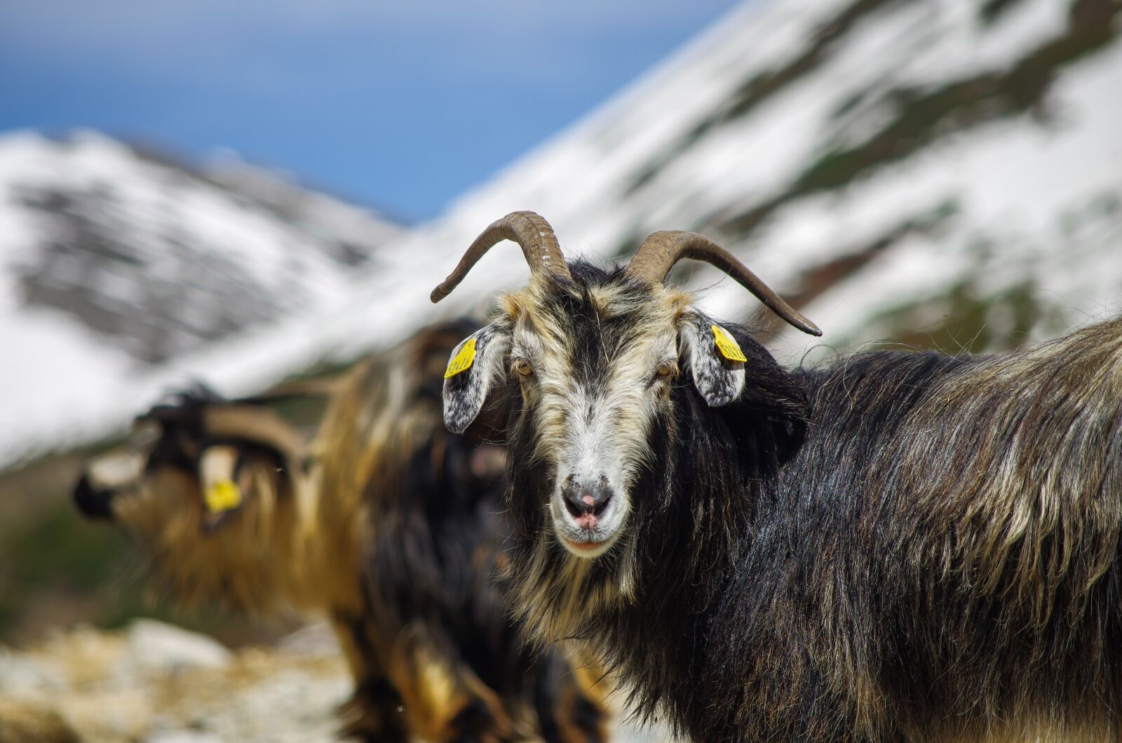 Pentax K-5 IIs sample photo. Goat, sheep, highland photography