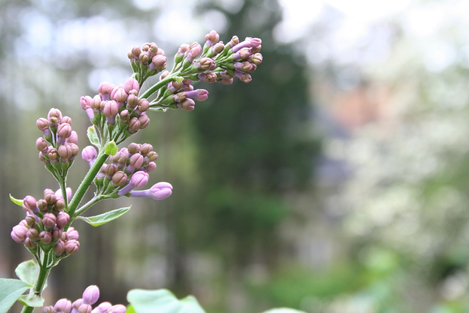 Canon EOS 350D (EOS Digital Rebel XT / EOS Kiss Digital N) sample photo. Lilac, bud, bloom photography