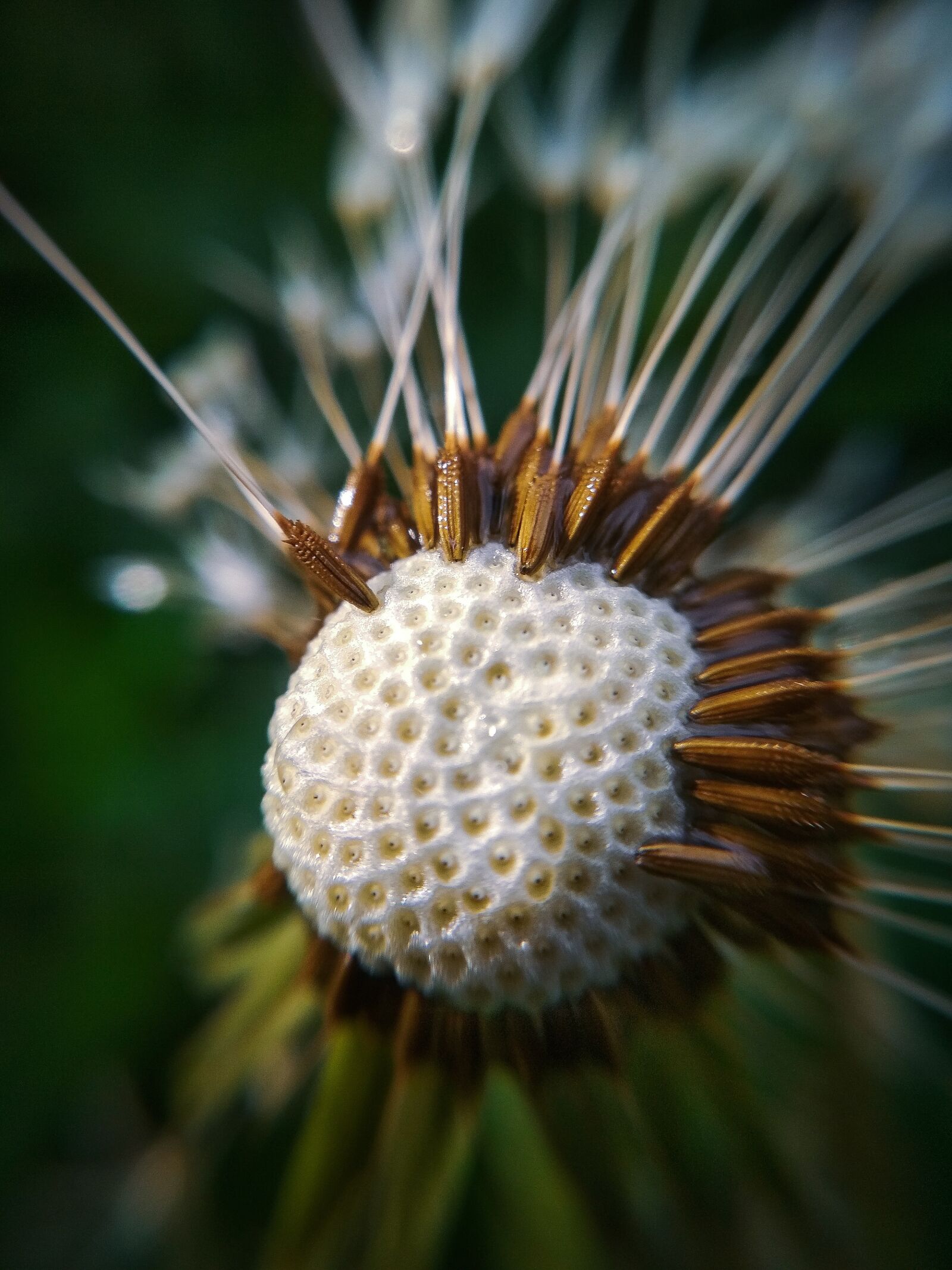 Xiaomi Redmi 4X sample photo. Macro, dandelion photography
