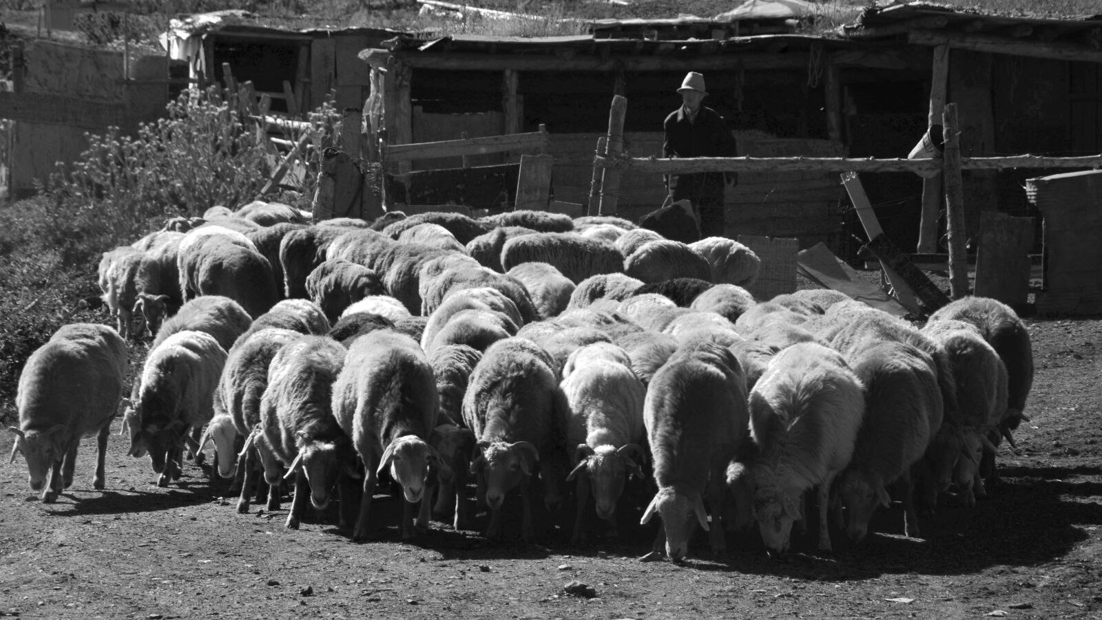 Nikon D7000 sample photo. Shepherd's morning, travel, recording photography
