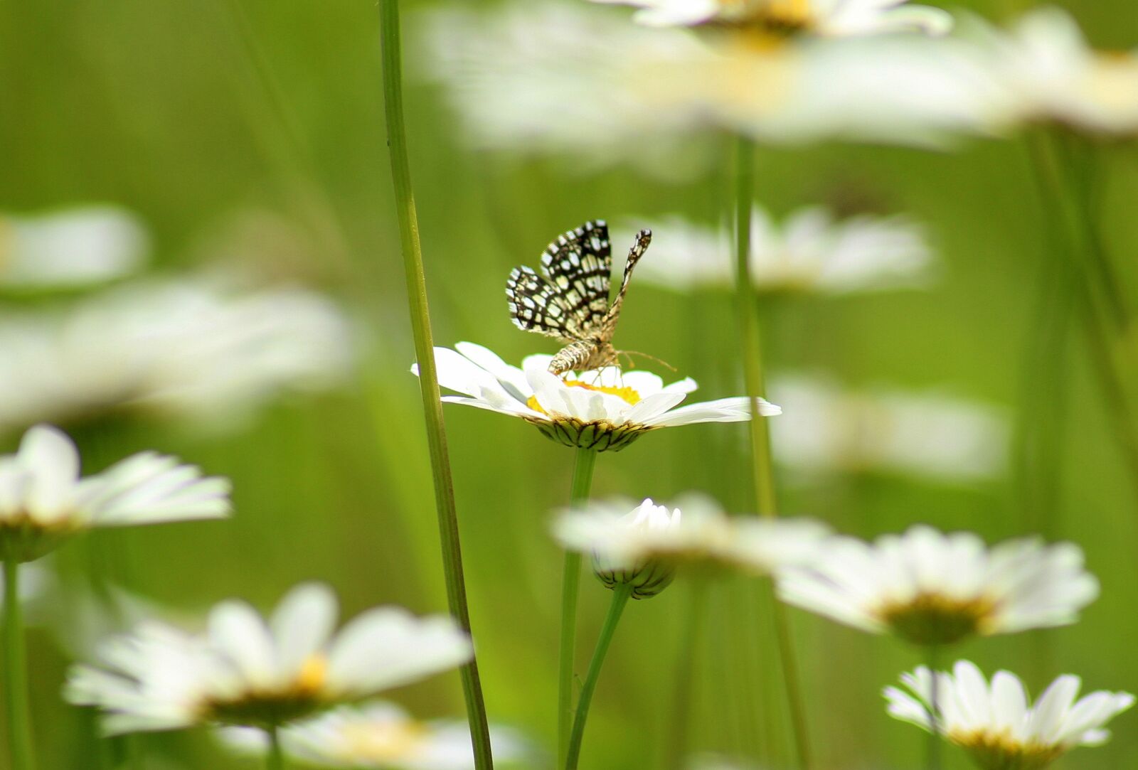 Canon EOS 1200D (EOS Rebel T5 / EOS Kiss X70 / EOS Hi) sample photo. Flowers, spring, insect photography