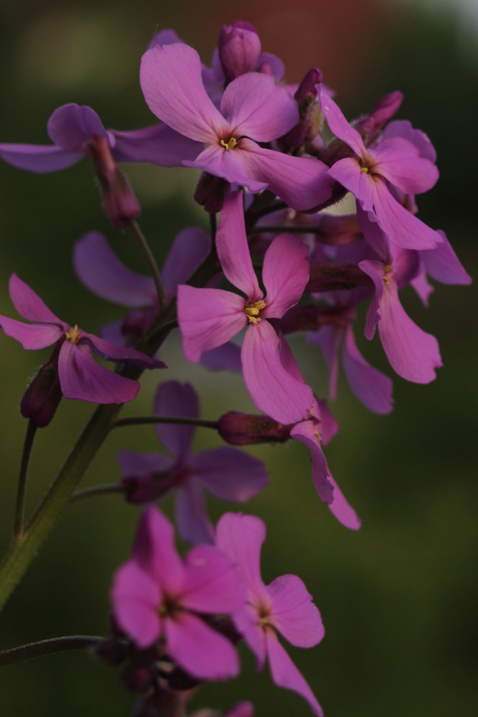 Canon EOS 600D (Rebel EOS T3i / EOS Kiss X5) sample photo. Flower, violet, balcony photography
