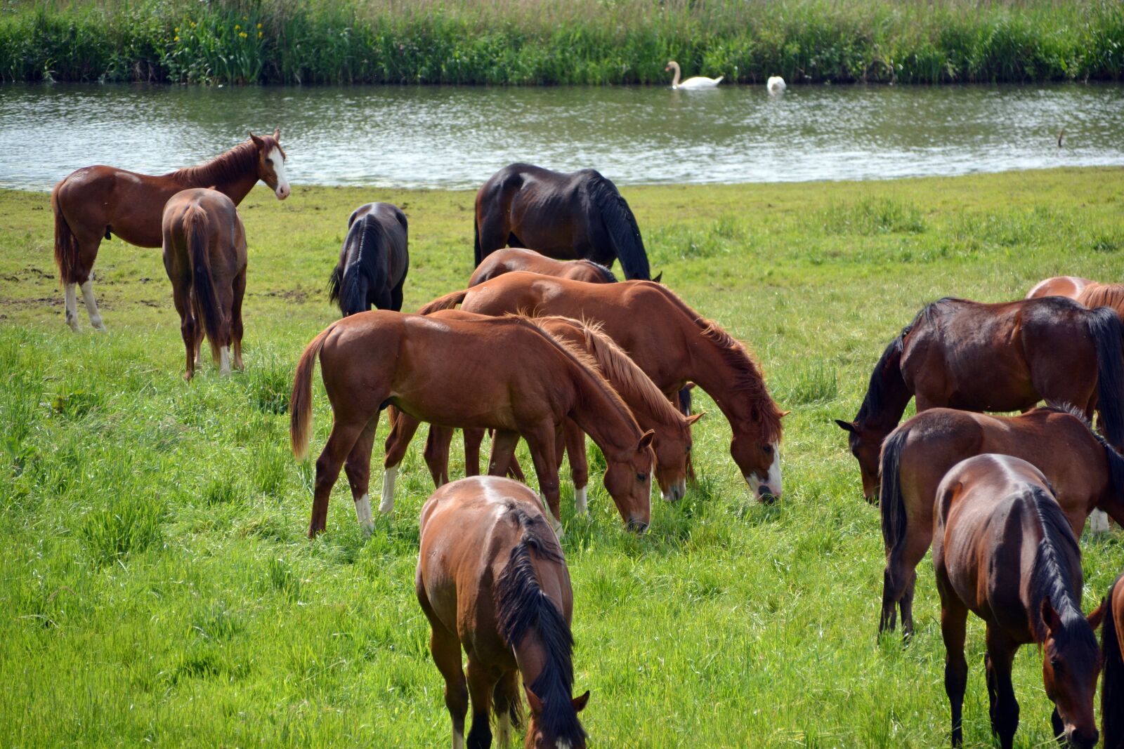 Nikon D5200 sample photo. Horses, flock, coupling photography