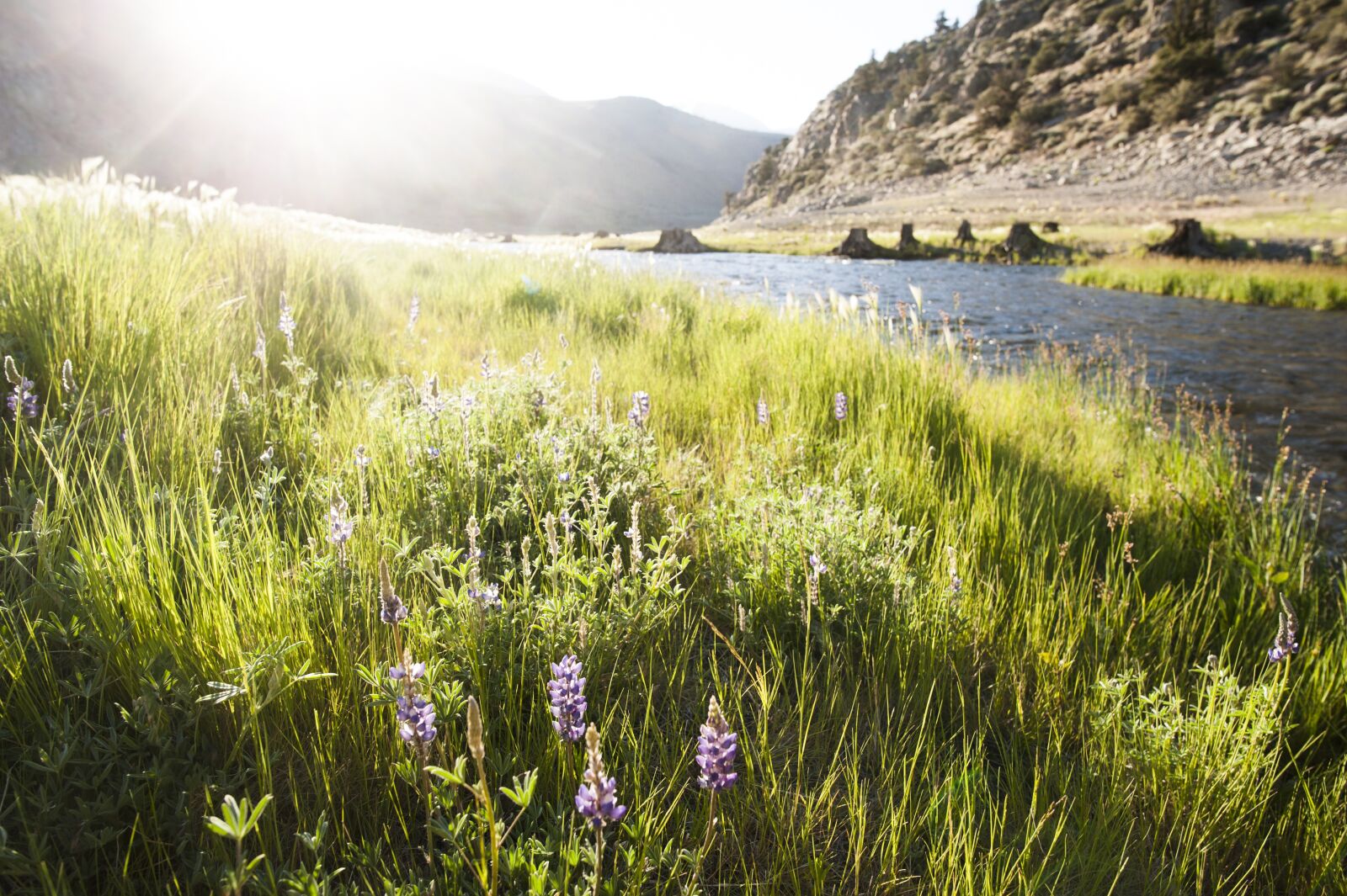 Nikon D700 sample photo. River, meadow, landscape photography