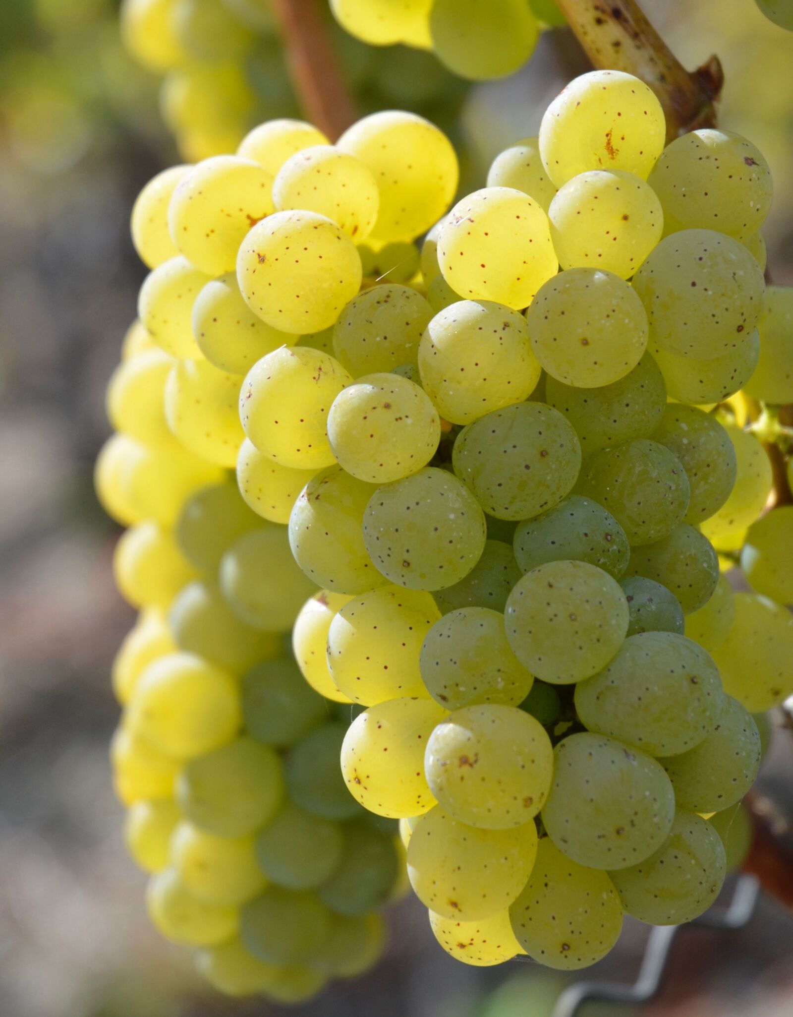 Nikon D5100 sample photo. Wine, grapes, vine photography