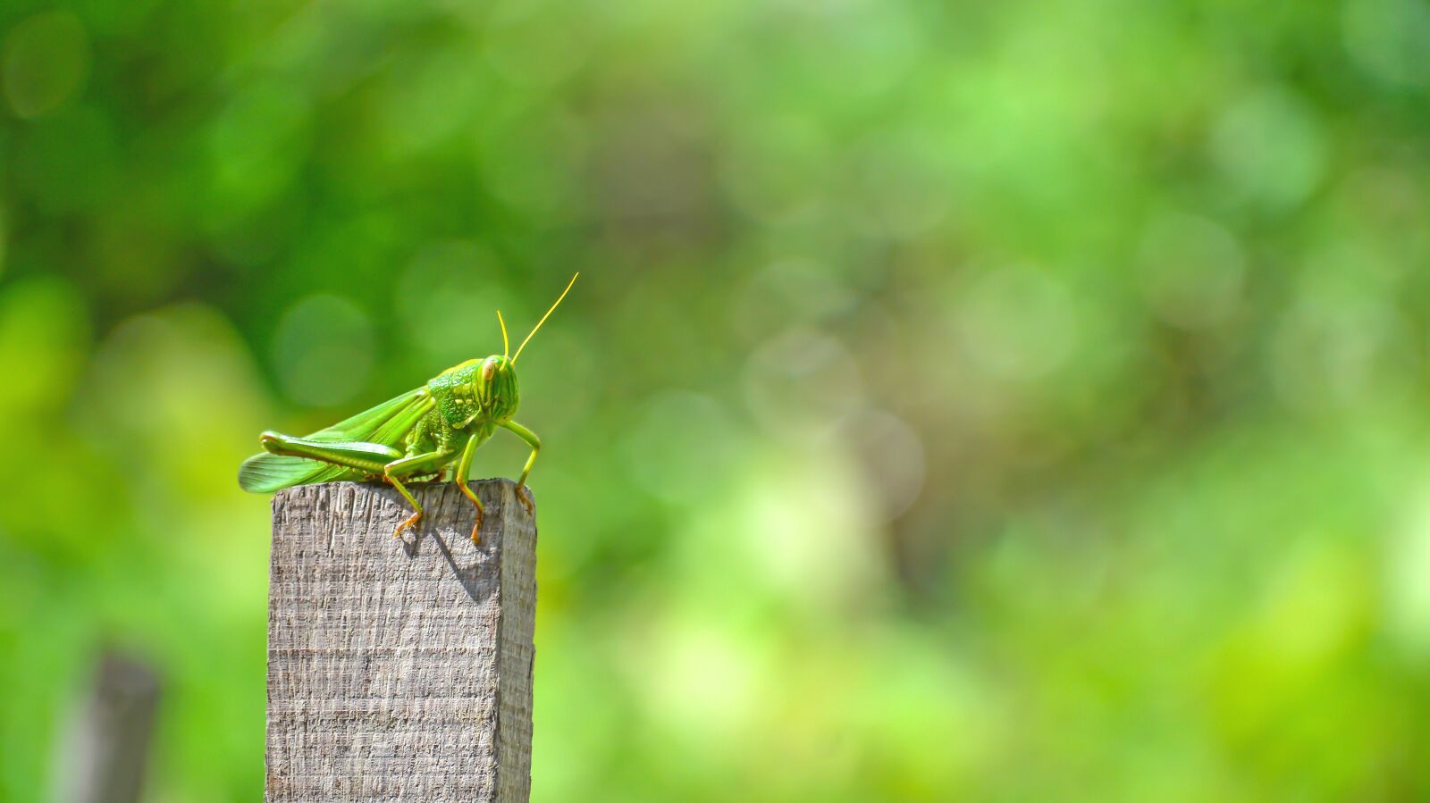 Nikon D7100 sample photo. Grasshopper, animal, insects photography
