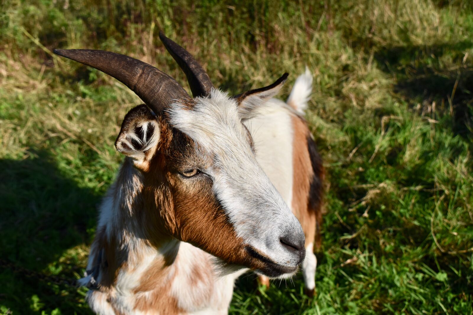 Nikon D5600 sample photo. Goat, ruminant, goat pepito photography