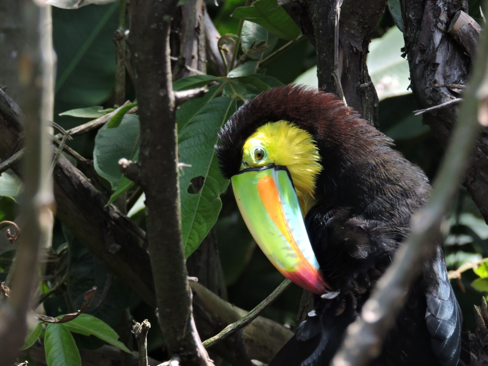 Nikon Coolpix P530 sample photo. Toucan, peak, exotic bird photography
