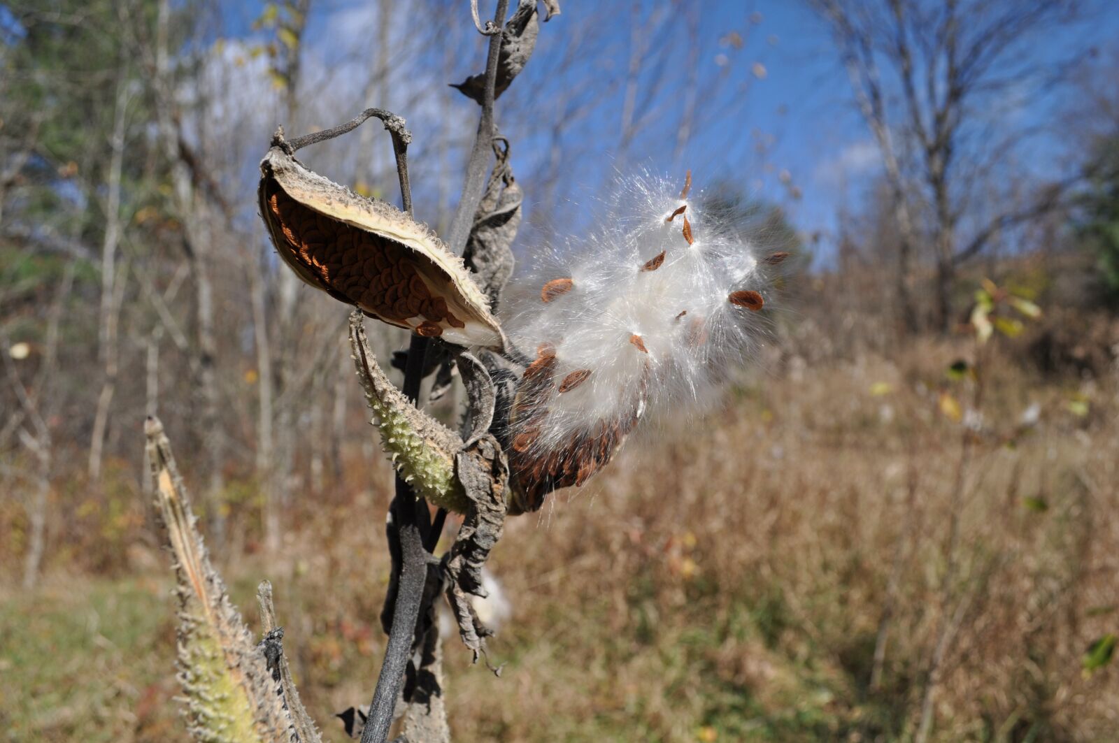 Nikon D5000 sample photo. Milkweed, plants, fall photography