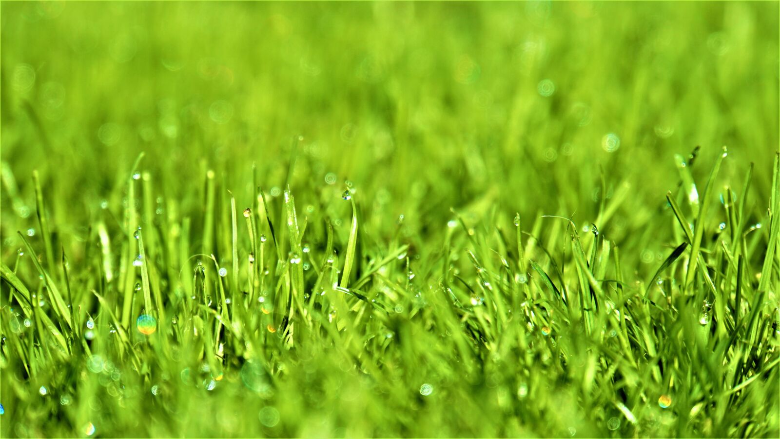 Sony E 18-200mm F3.5-6.3 OSS LE sample photo. Rush, grass, green photography