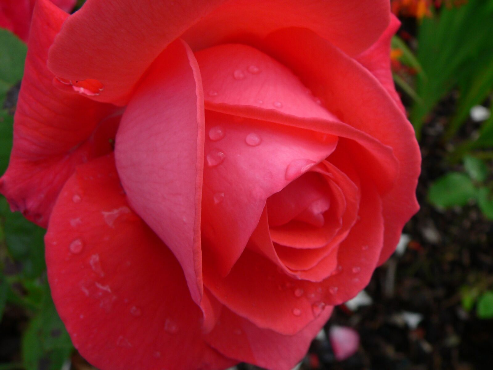 Panasonic DMC-FZ20 sample photo. Flower, rose, red photography