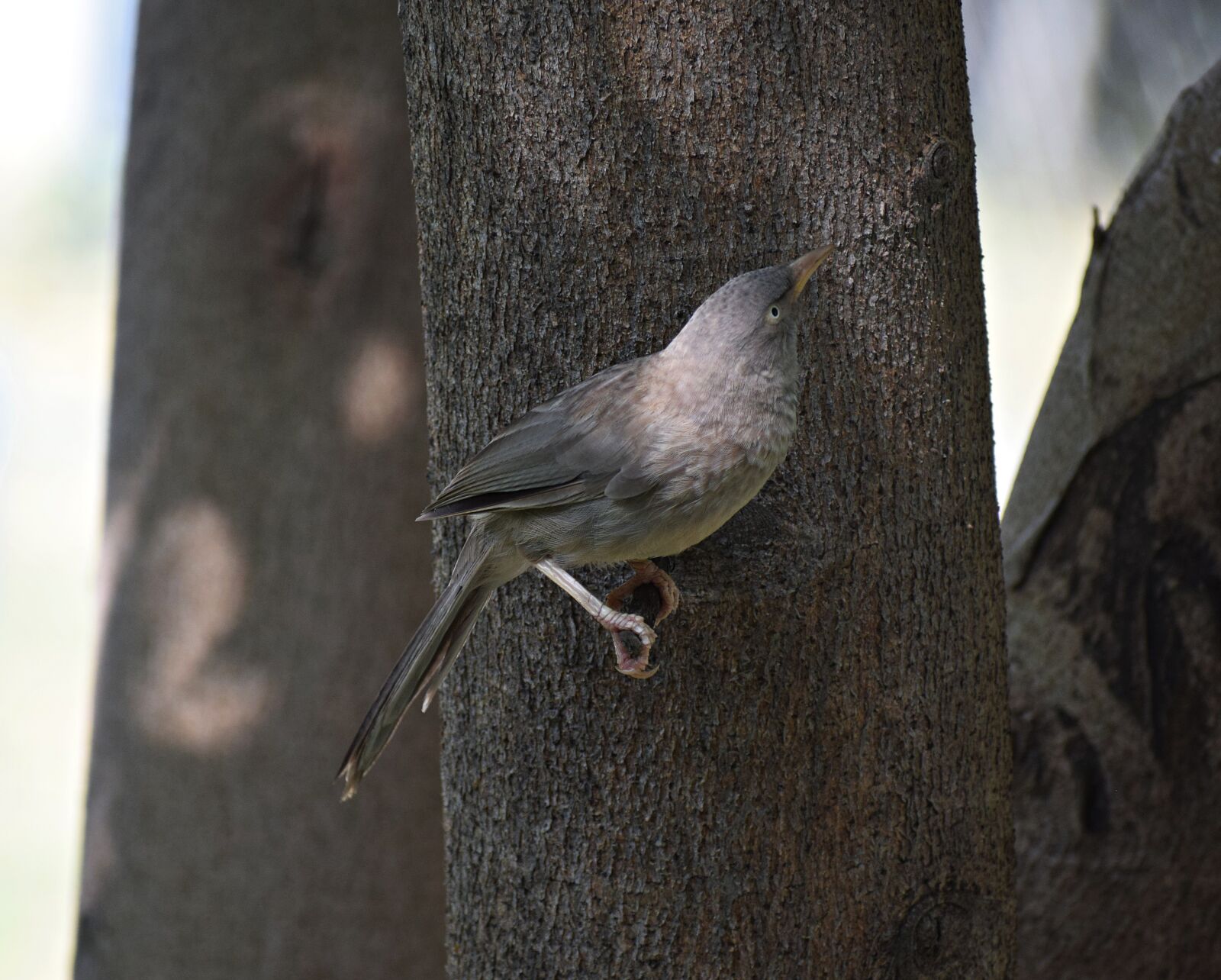 Nikon D3300 sample photo. Bird, sitting, nature photography