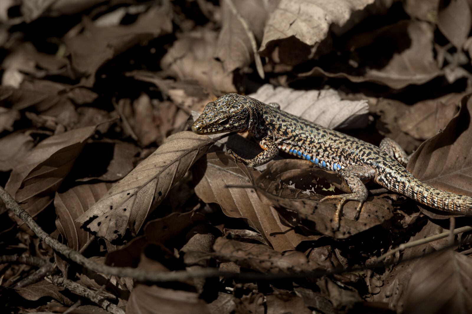 Canon EOS R sample photo. Lizard, reptile, animal photography