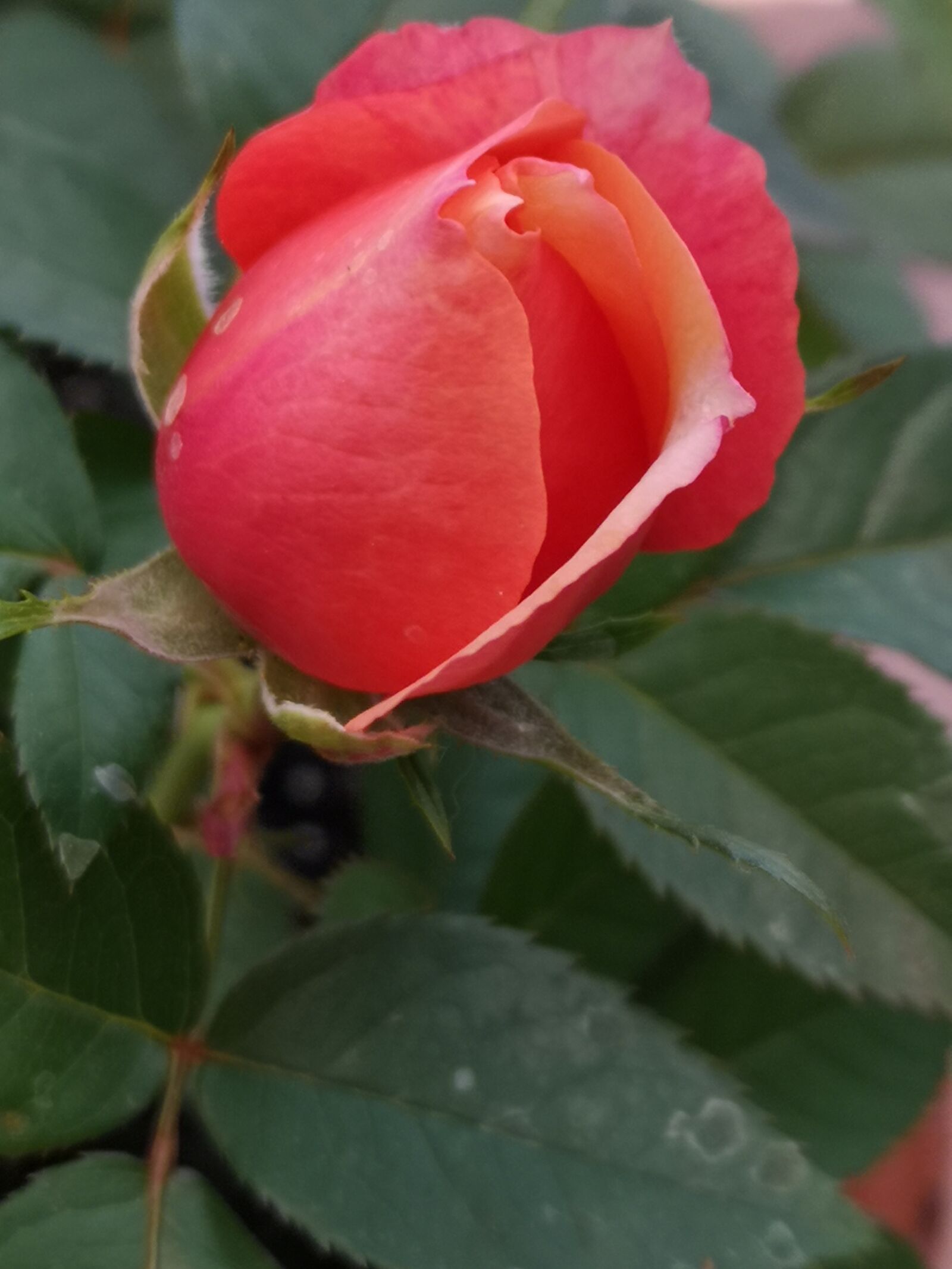 HUAWEI CLT-L09 sample photo. Nature, flower, rose photography