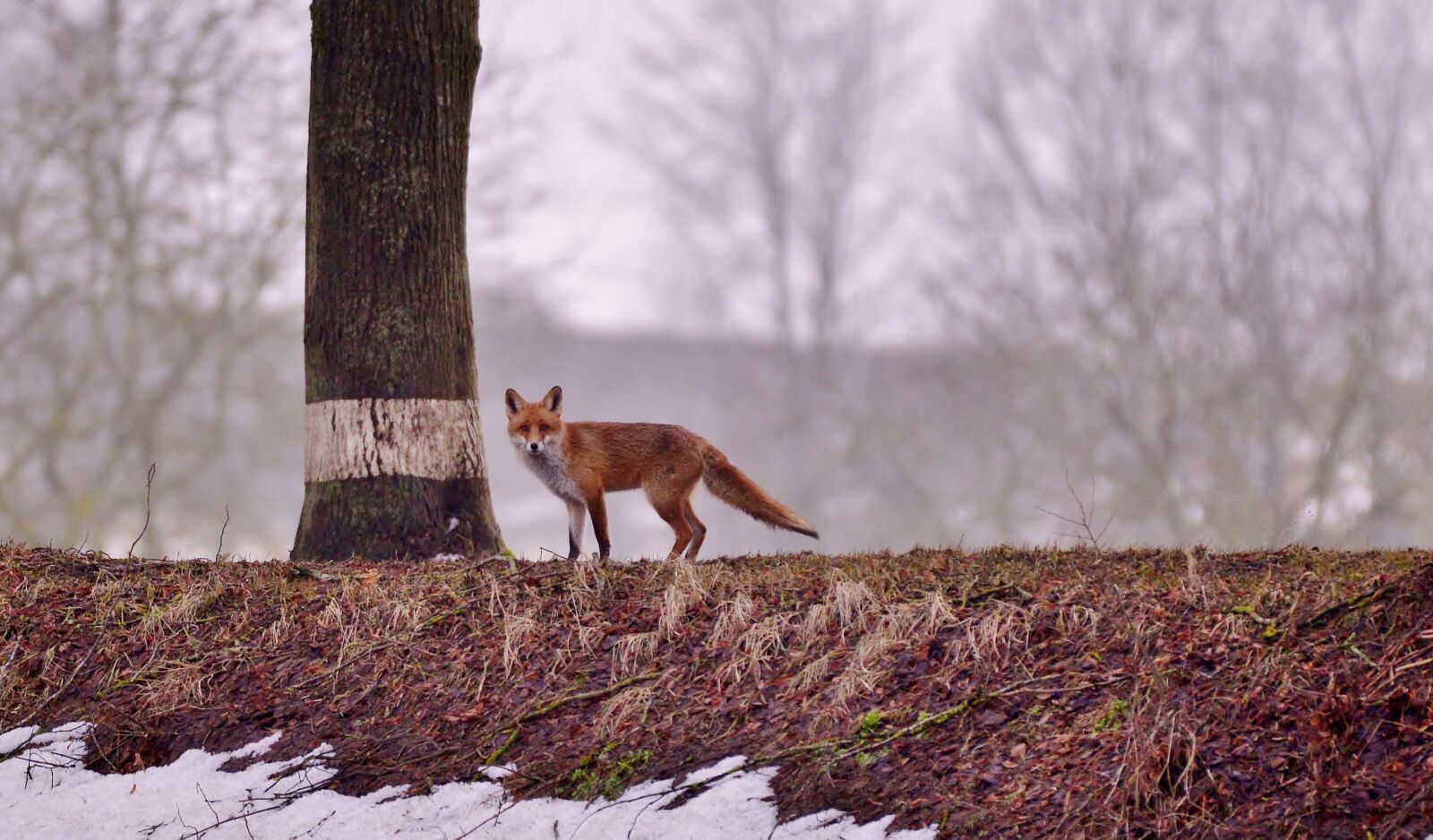 Nikon D600 sample photo. Fox, predator, wild photography