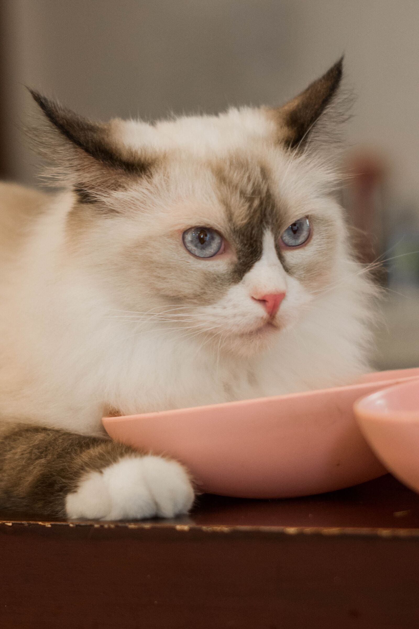 Nikon D7100 sample photo. Cat, animal, family photography