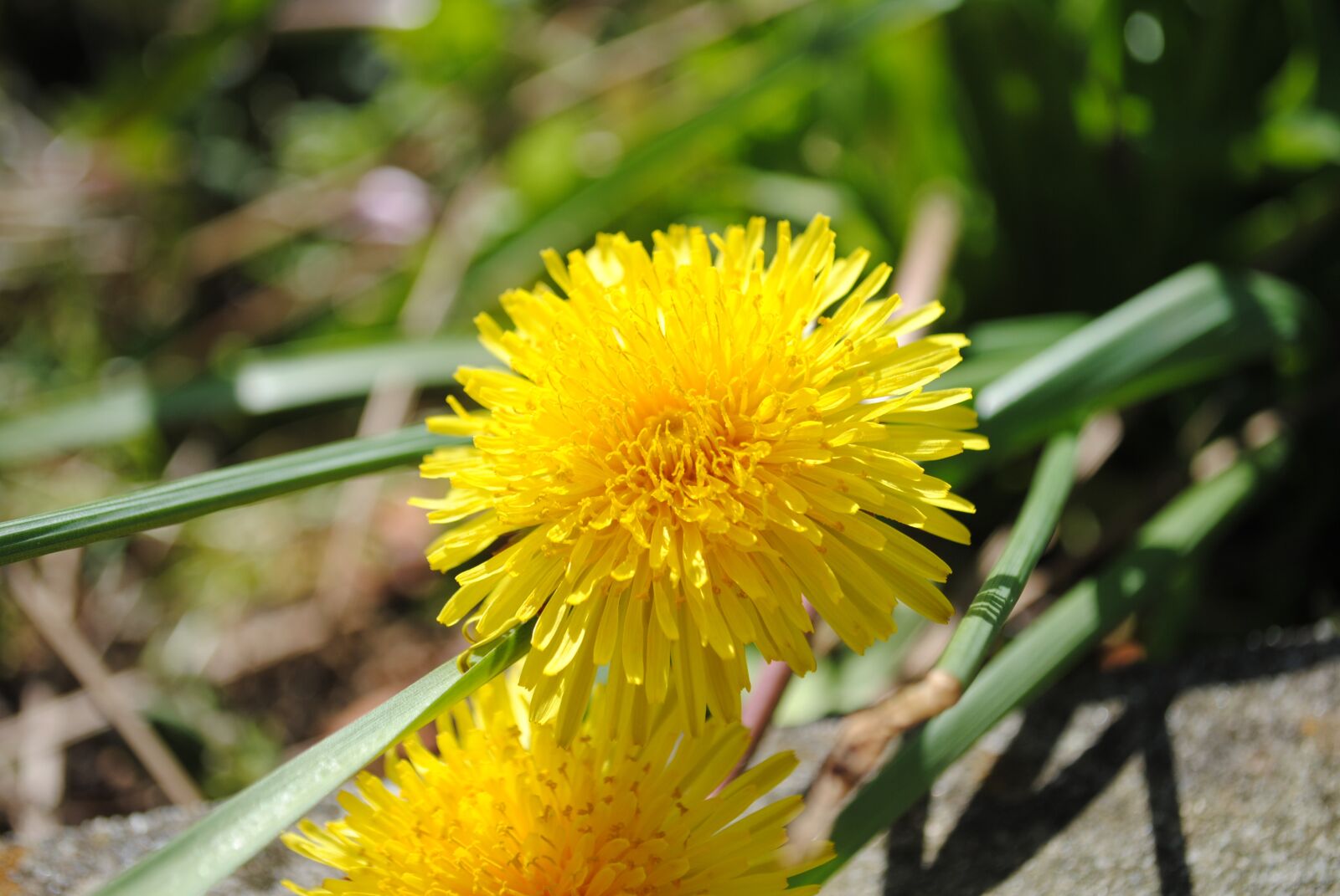 Nikon D3000 sample photo. Nature, plant, flower photography