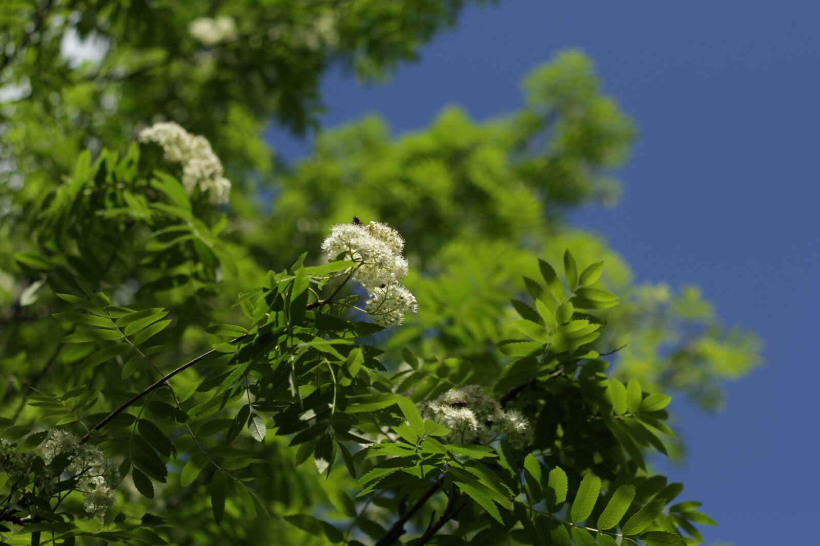 Canon EOS 60D + Canon EF 50mm F1.8 II sample photo. Flowers, rowan, blooming mountain photography