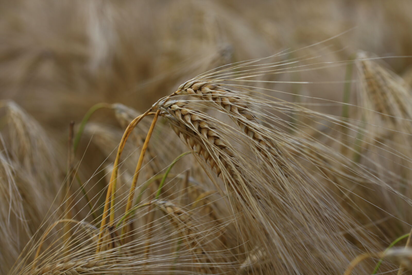 Canon EOS 5D Mark II + Canon EF 100mm F2.8L Macro IS USM sample photo. Agriculture, barley, close, up photography